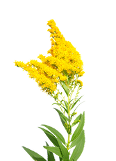 follaje de flores de temporada en rancho san juan diego